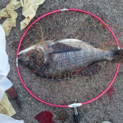 なぎさ公園でふかせ釣り