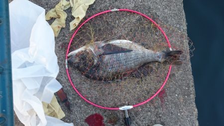 なぎさ公園でふかせ釣り