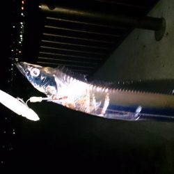 強風の中2キャスト目で太刀魚GET