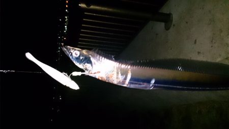 強風の中2キャスト目で太刀魚GET