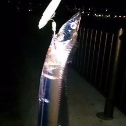 強風の中2キャスト目で太刀魚GET