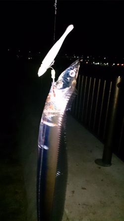 強風の中2キャスト目で太刀魚GET