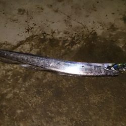 春木ベランダで釣り納め太刀魚GET