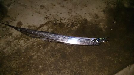 春木ベランダで釣り納め太刀魚GET