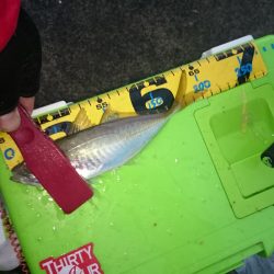 リベンジ　アジング