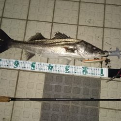 大雨後のシーバス調査