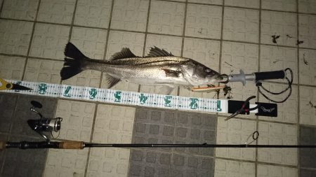 大雨後のシーバス調査