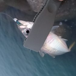 洲本港アジング