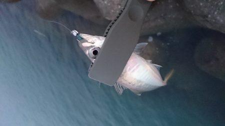 洲本港アジング