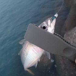 洲本港アジング