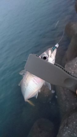 洲本港アジング