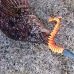 クジメのライトゲームで晩御飯確保