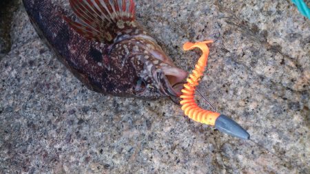 クジメのライトゲームで晩御飯確保