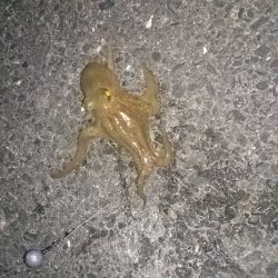 強風の中ちょい投げ釣り