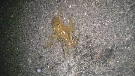 強風の中ちょい投げ釣り