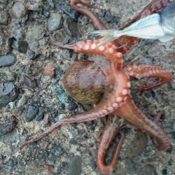 タコ釣り