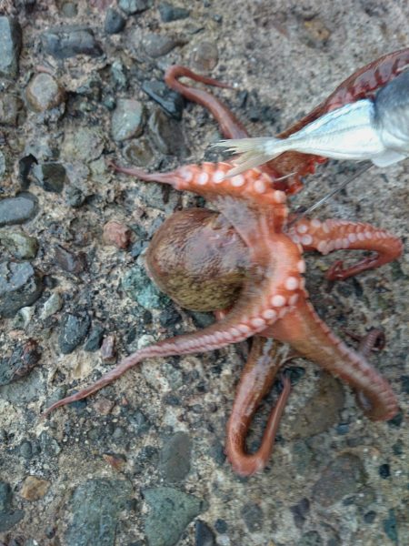 タコ釣り