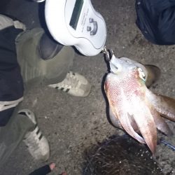 今年の秋イカ初のキロアップ