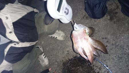 今年の秋イカ初のキロアップ