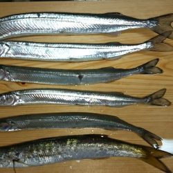 サヨリーマン釣太郎