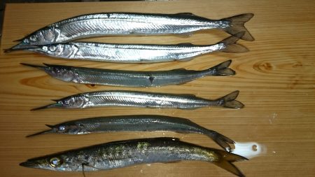 サヨリーマン釣太郎