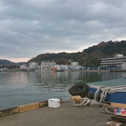 師走のタチウオ