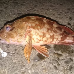 カマスはどこに？