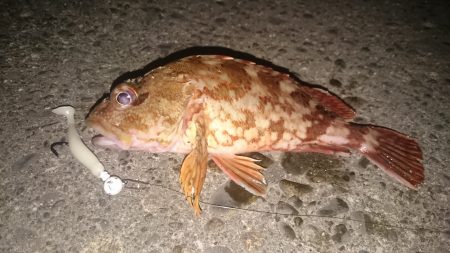 カマスはどこに？