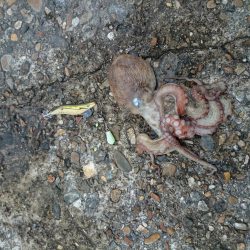 オクトパッシング