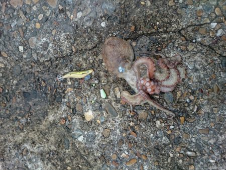 オクトパッシング