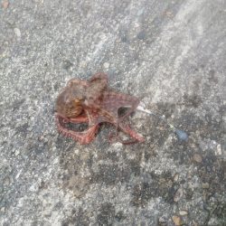 オクトパッシング