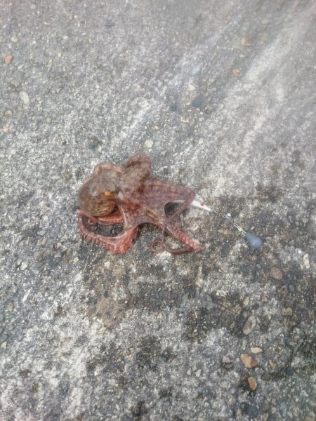 オクトパッシング