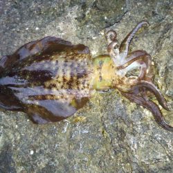 爆風の中のヤエン