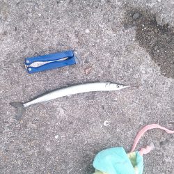 サヨリ リベンジ