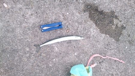 サヨリ リベンジ