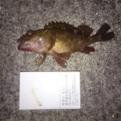 結局ガシリング！