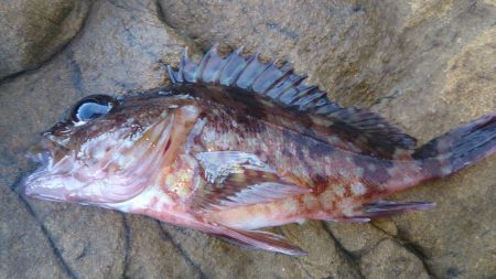 引きの強いやつ