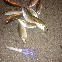 暖冬だけど寒いです