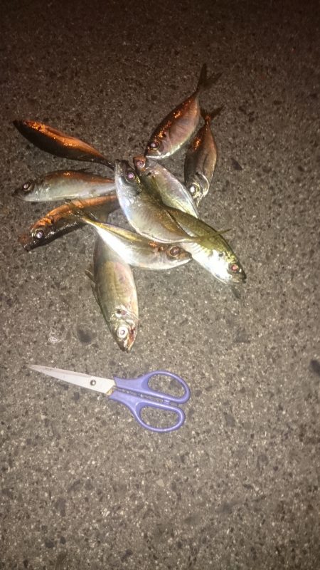 暖冬だけど寒いです