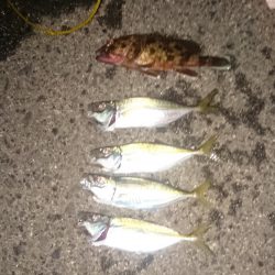 修行がたりません