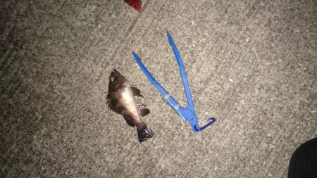 タチウオのばかやろー