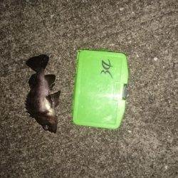 年末も釣り三昧するぞ~