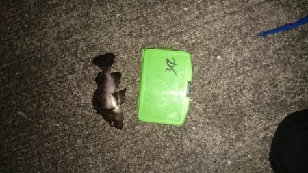 年末も釣り三昧するぞ~