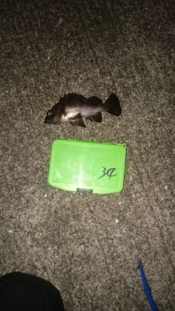 年末も釣り三昧するぞ~