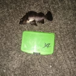 年末も釣り三昧するぞ~