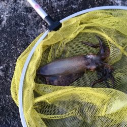 やっと、ｷﾀ━(ﾟ∀ﾟ)━!笑