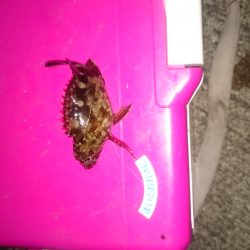 やっぱりアジはいません