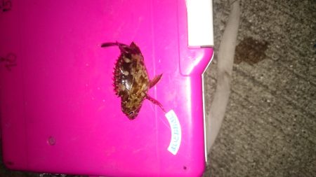 やっぱりアジはいません