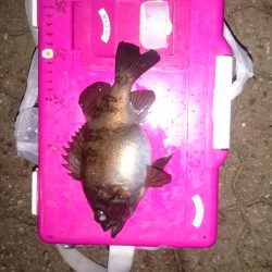 アジングも終盤戦ですね