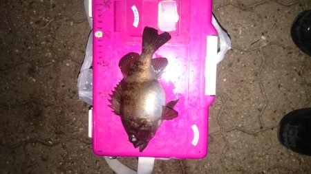 アジングも終盤戦ですね